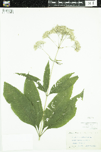 Eutrochium purpureum image