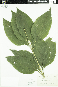Eutrochium purpureum image