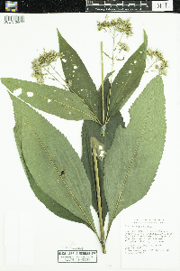Eutrochium purpureum image