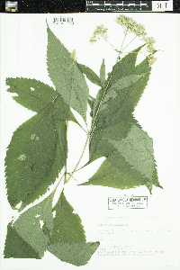 Eutrochium purpureum image