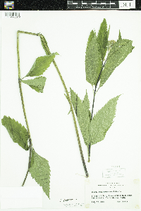 Eutrochium purpureum image