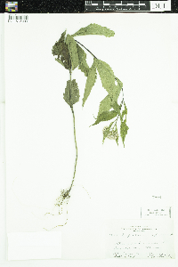 Eutrochium purpureum image