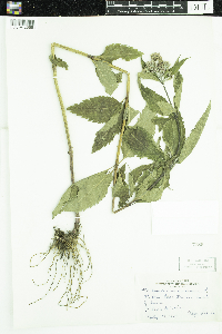 Eutrochium purpureum image