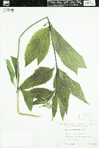 Eutrochium purpureum image
