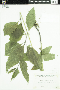 Eutrochium purpureum image