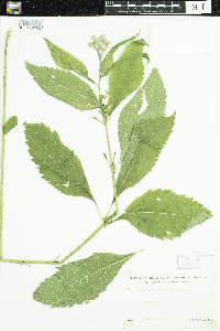 Eutrochium purpureum image