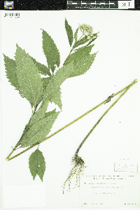 Eutrochium purpureum image