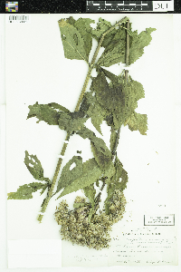 Thumbnail image of current specimen