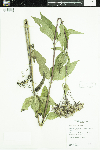 thumbnail image of current specimen