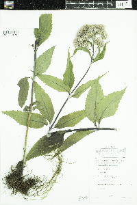 thumbnail image of current specimen