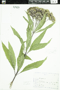 thumbnail image of current specimen