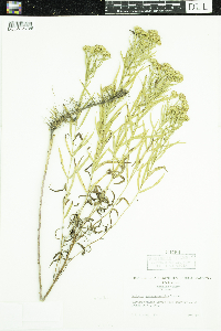 Euthamia gymnospermoides image