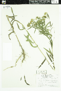 Euthamia graminifolia image