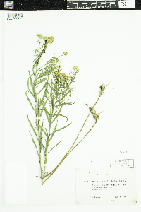 Euthamia graminifolia image