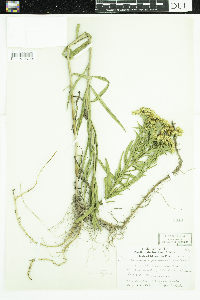 Euthamia graminifolia image