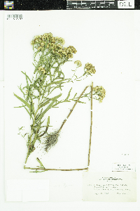 Euthamia graminifolia image