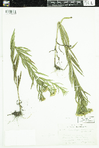 Euthamia graminifolia image