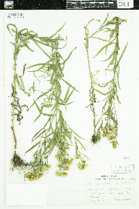 Euthamia graminifolia image