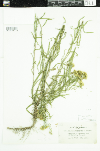 Euthamia graminifolia image