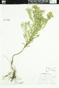 Euthamia graminifolia image