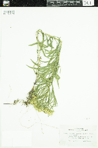 Euthamia graminifolia image