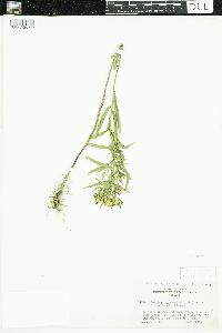 Thumbnail image of current specimen