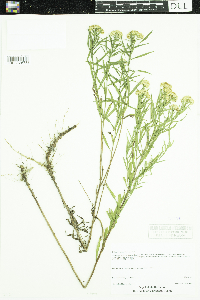 Euthamia graminifolia image