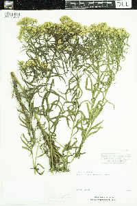 Euthamia graminifolia image
