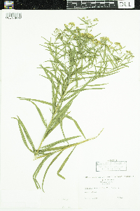 Euthamia graminifolia image