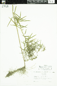 Euthamia graminifolia image