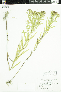 Euthamia graminifolia image