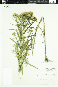 Thumbnail image of current specimen