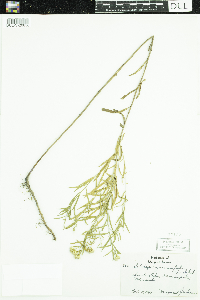 Thumbnail image of current specimen