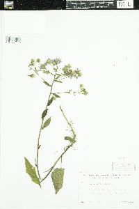 Eurybia macrophylla image