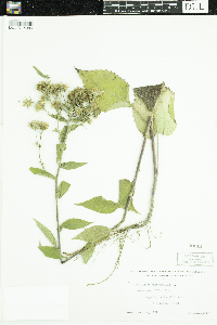 Eurybia macrophylla image