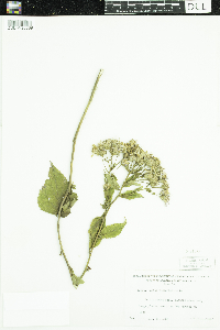 Eurybia macrophylla image