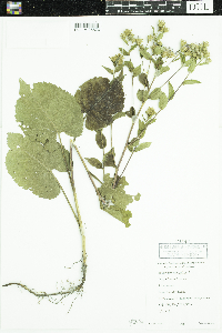 Eurybia macrophylla image