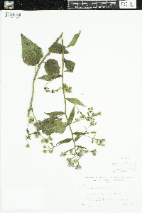 Eurybia macrophylla image