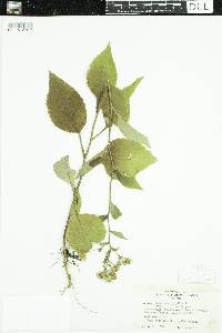 Eurybia macrophylla image