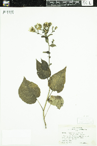 Eurybia macrophylla image