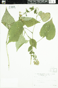 Eurybia macrophylla image