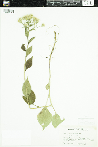 Eurybia macrophylla image