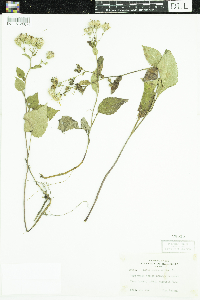Eurybia macrophylla image