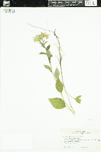 Eurybia macrophylla image