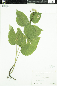 Eurybia macrophylla image