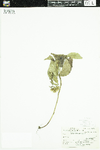 Eurybia macrophylla image