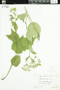 Eurybia macrophylla image
