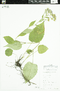 Eurybia macrophylla image