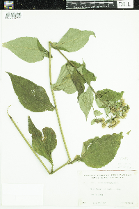 Eurybia macrophylla image