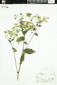 Eurybia macrophylla image